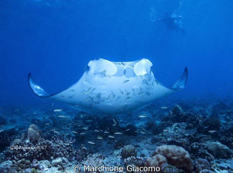 The Manta ray
Nikon D800E , 17-35mm Nikon
Two strobo
M... by Marchione Giacomo 