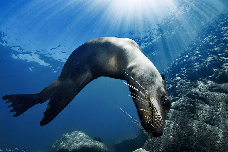sea lion choreography (los islotes) by Mathieu Foulquié 