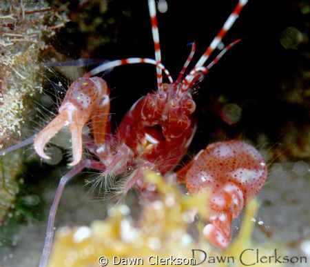 REd Caribbean Pistol Shrimp emerges from its anemone home... by Dawn Clerkson 