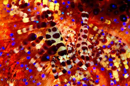 Coleman shrimp
Urchin Commensal Shrimp
Anilao Philipine by Wei-Lun Hsieh 