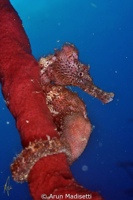 Lined seahorse, Hiippocampus reidi by Arun Madisetti 