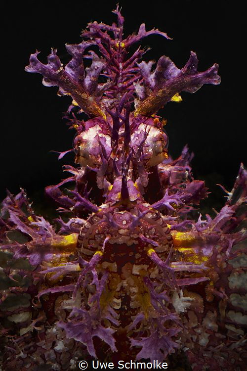 Deep Purple - rhinopias frondosa by Uwe Schmolke 