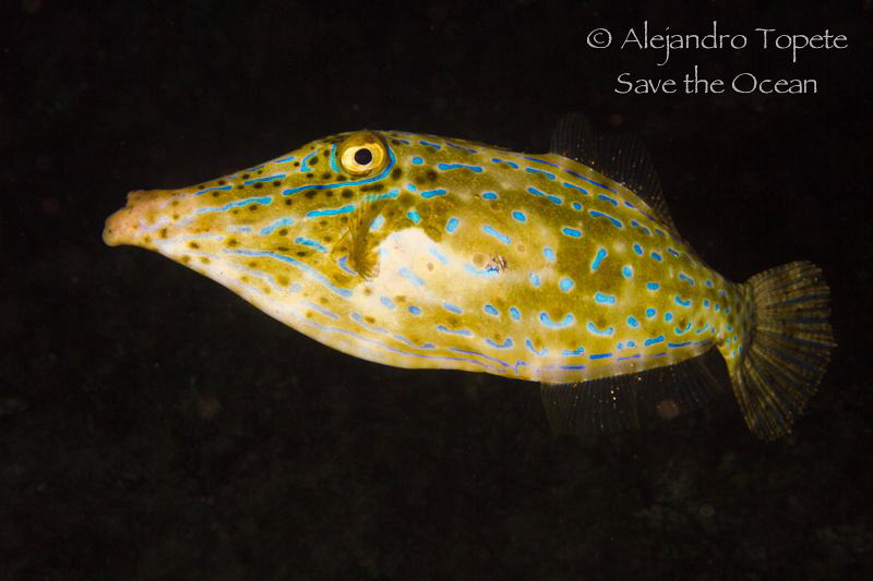 Fish at night, Bonaire by Alejandro Topete 