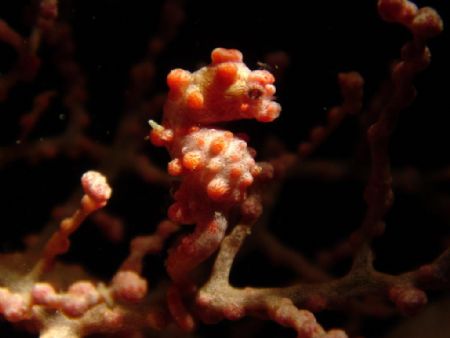 pygmy seahorse
Sipadan Island,Malaysia.
Sony DSC-T1 by Christine Chan Yi Chiun 