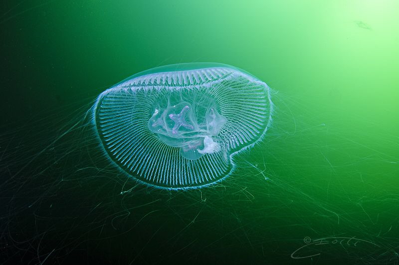 ~ Eat as much as you can buffet ~

A Crystal Jellyfish ... by Geo Cloete 