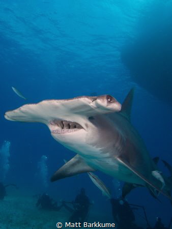 Hammerhead in Bimini by Matt Barkkume 