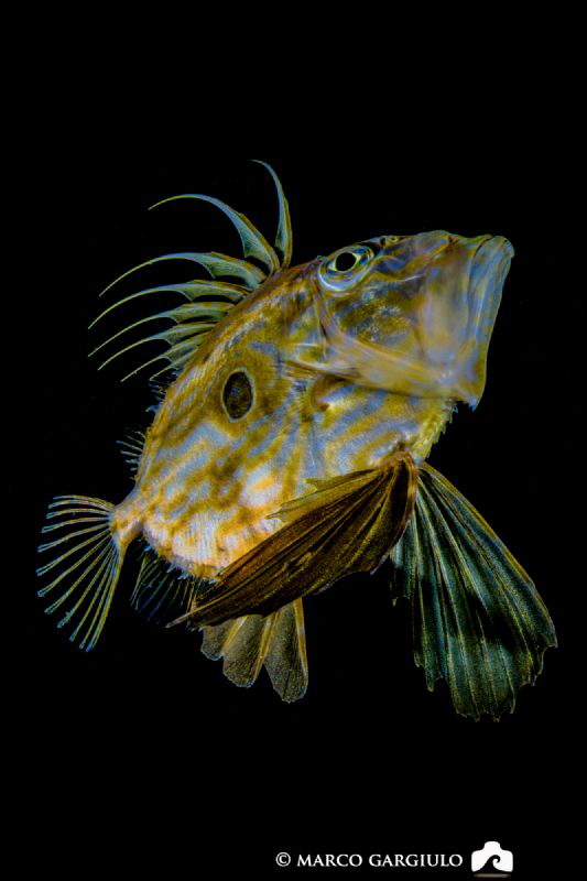 John Dory by night by Marco Gargiulo 