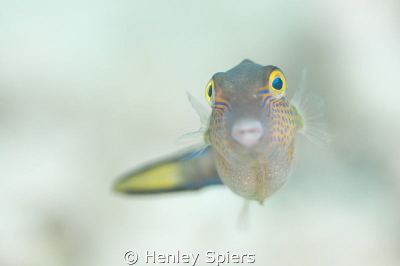 Sharpnose Puffer Stares Back by Henley Spiers 