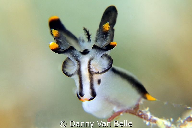 Thecacera sp. posing by Danny Van Belle 