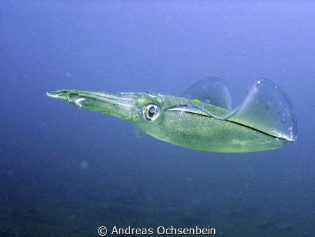 Calmar, Lembeh strait by Andreas Ochsenbein 