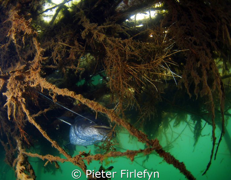 Catfish in a lake in the Netherlands. by Pieter Firlefyn 