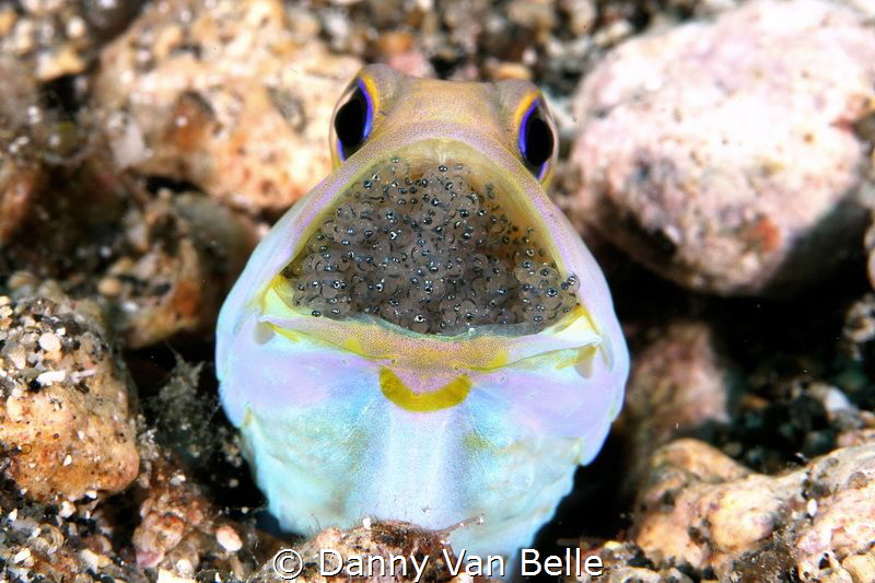 Jawfish with eggs by Danny Van Belle 