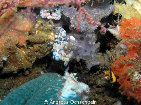 Harlekin shrimp, Lembeh strait by Andreas Ochsenbein 
