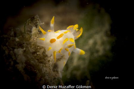 polycera quadrinieata by Deniz Muzaffer Gökmen 