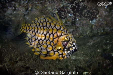 Just a pineapple :D they are so skittish I attempted this... by Gaetano Gargiulo 