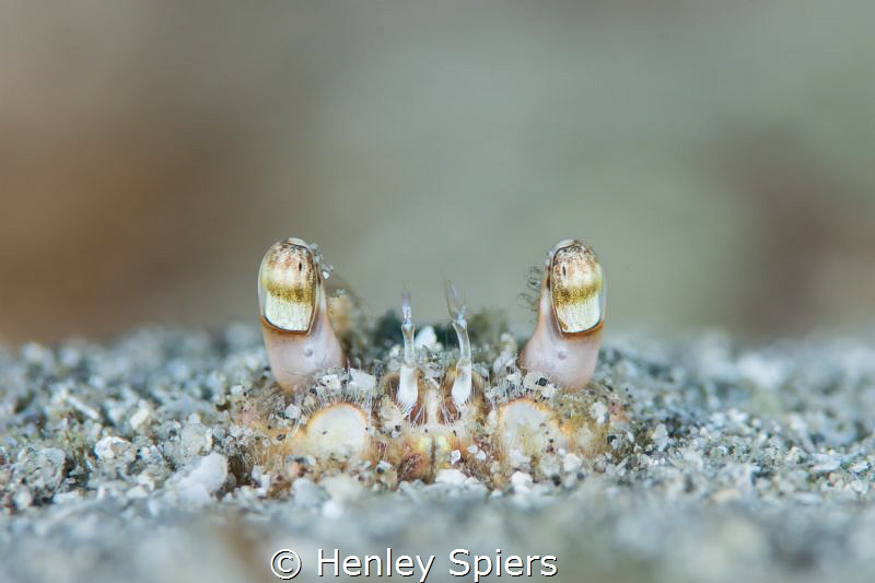 At eye level with a Shameface Heart Crab by Henley Spiers 