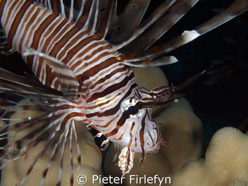 lionfish by Pieter Firlefyn 