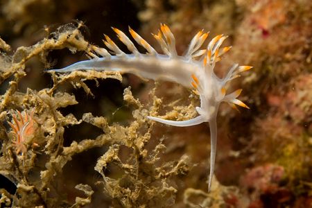 Portofino reserve - Italy - Flabellina babai - First one ... by Luca Bertoglio 
