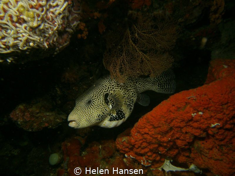Map Puffer fish by Helen Hansen 