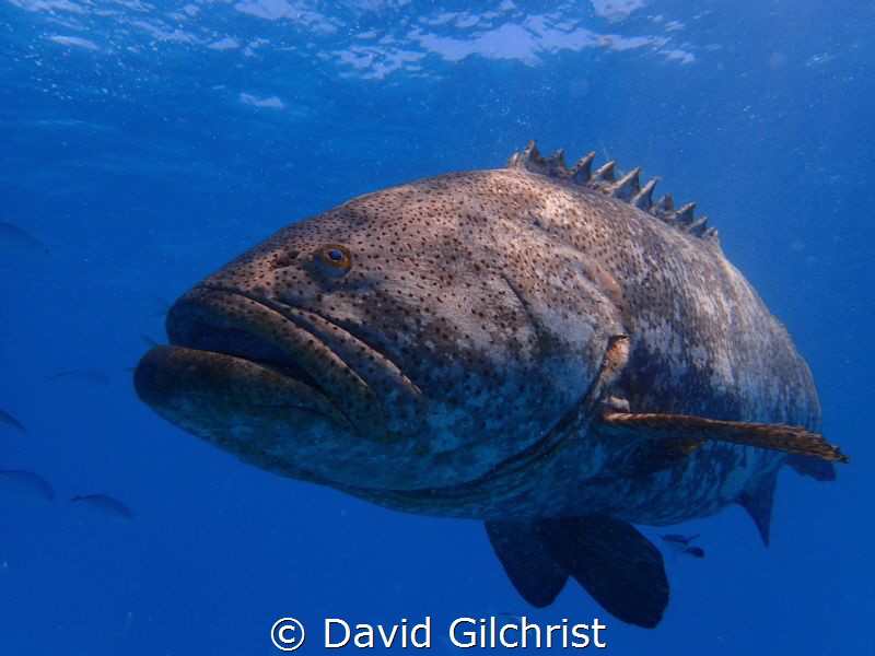 Goliath Grouper at Buoy 19, Looe Key off the Florida Keys. by David Gilchrist 