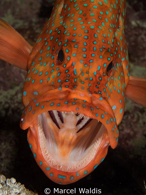 AHHHHHHH by Marcel Waldis 