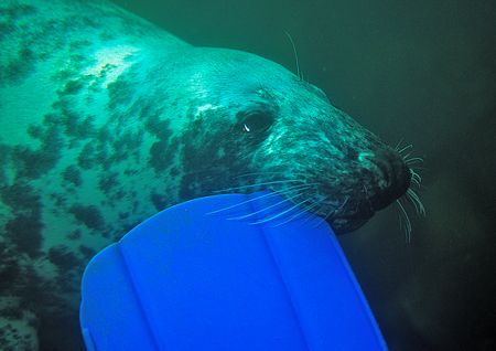 Playful seal.
St. Tudwals' Islands, N. Wales.
Last week... by Mark Thomas 