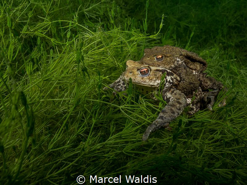 Quak 
Erdkröte (Bufo bufo) 
Shot in a lake in Switzerla... by Marcel Waldis 