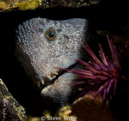 Wolf eel at Fantasea Island, near Port Hardy, Canada. Nik... by Steve Taylor 