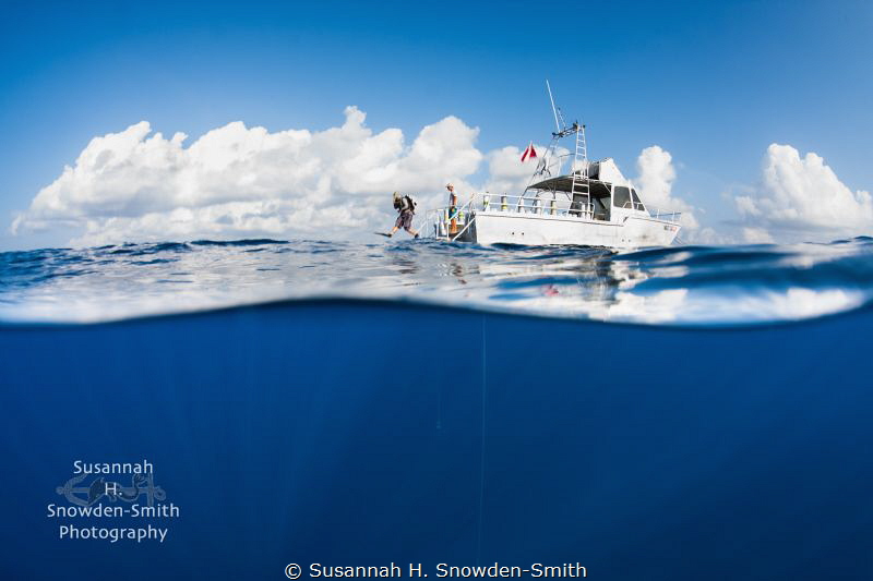 "Sunlit Dive"

A diver is in motion as he giant strides... by Susannah H. Snowden-Smith 