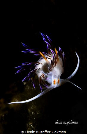 cratena peregrina by Deniz Muzaffer Gökmen 