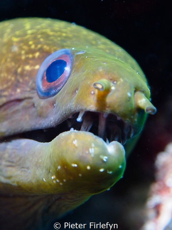 Moray eel by Pieter Firlefyn 