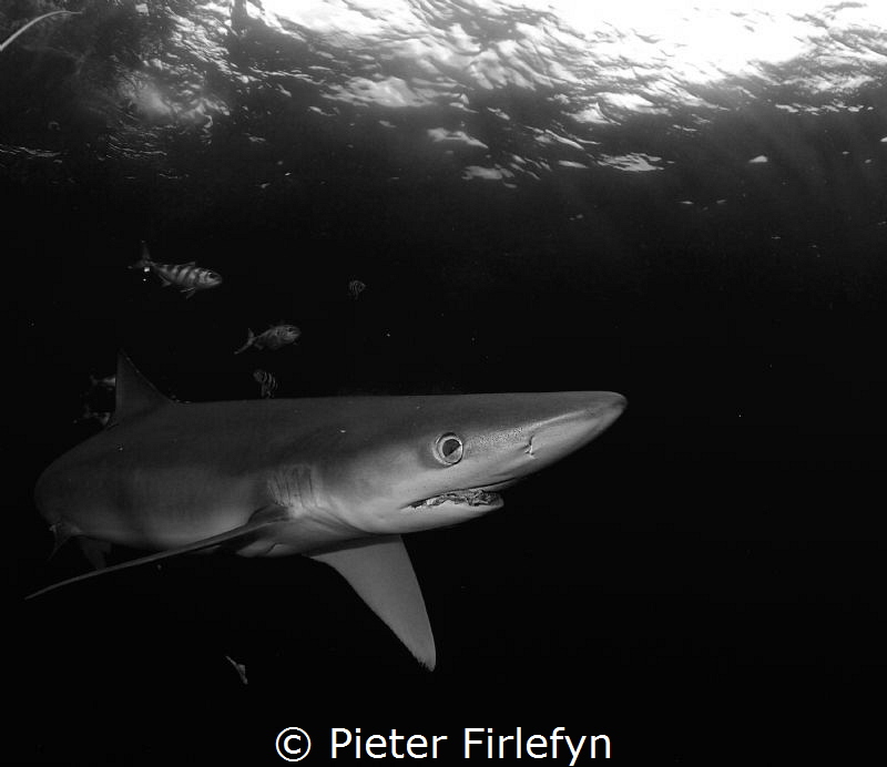 Blue shark by Pieter Firlefyn 
