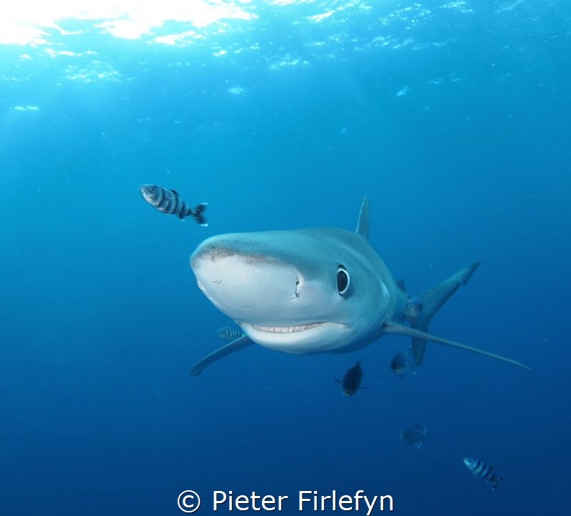 Happy blue shark by Pieter Firlefyn 