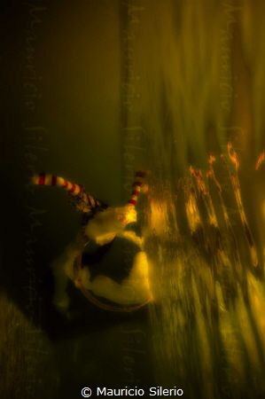 this picture it had been taken in a swimming pool just wi... by Mauricio Silerio 