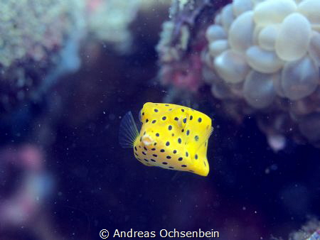 Box fish by Andreas Ochsenbein 