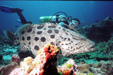 Potato Cod on the Burmese Banks by Jess Guberman 