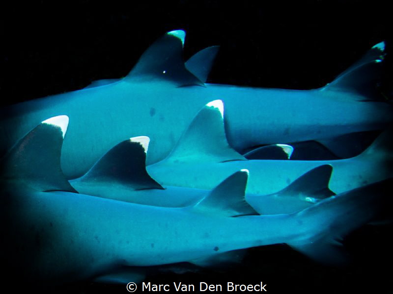 white tips in black by Marc Van Den Broeck 