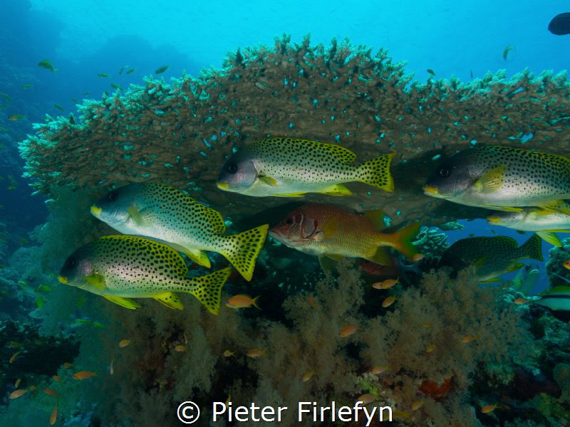 Sweetlips by Pieter Firlefyn 