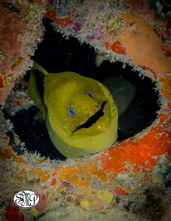 Green Eel, Shot at 100ft on the USS Vandenberg off the co... by Daniel Kolbe 