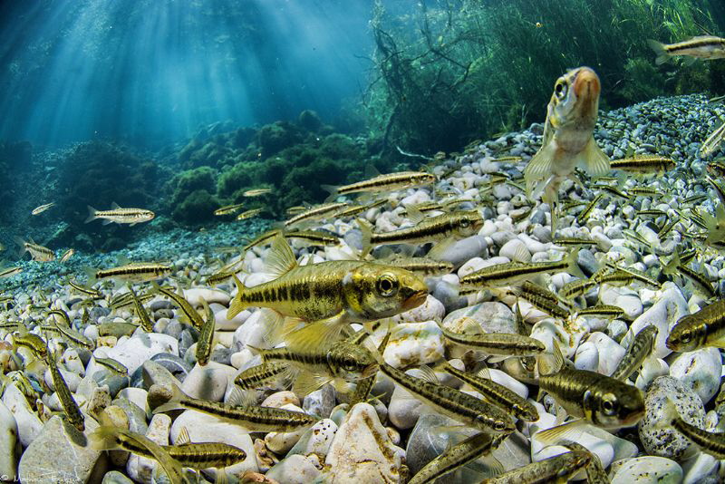 Phoxinus phoxinus spawning season (Buèges spring, France) by Mathieu Foulquié 