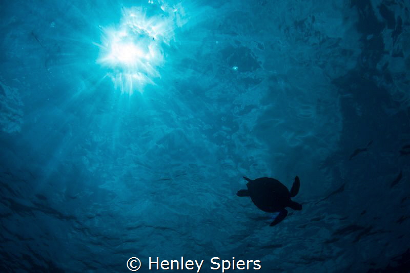 Turtle & Sunball by Henley Spiers 