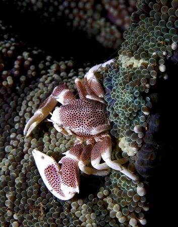 Under our Pertamina pier not far from downtown Dili, resi... by Nick Hobgood 