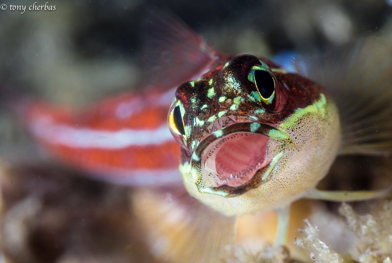 Triplefin Goby feeding in the current by Tony Cherbas 