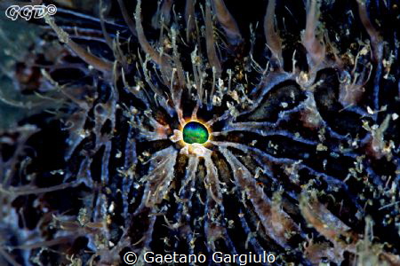 Blue... the blue hue is almost natural, just enhanced a b... by Gaetano Gargiulo 