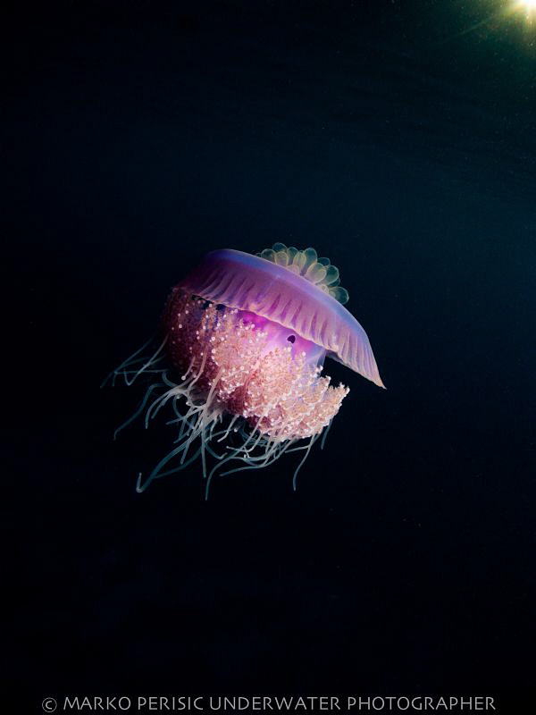 PURPS by Marko Perisic 