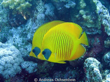 Chaetodon semilarvatus, often as pair or small group. Pic... by Andreas Ochsenbein 