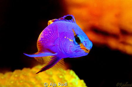 Fairy Basslet by Aja Radl 