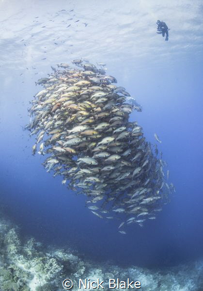 Schooling Bohar Snappers at Ras Mohammed. by Nick Blake 