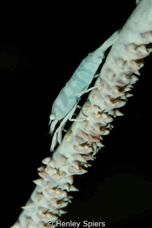 Wire Coral Shrimp by Henley Spiers 