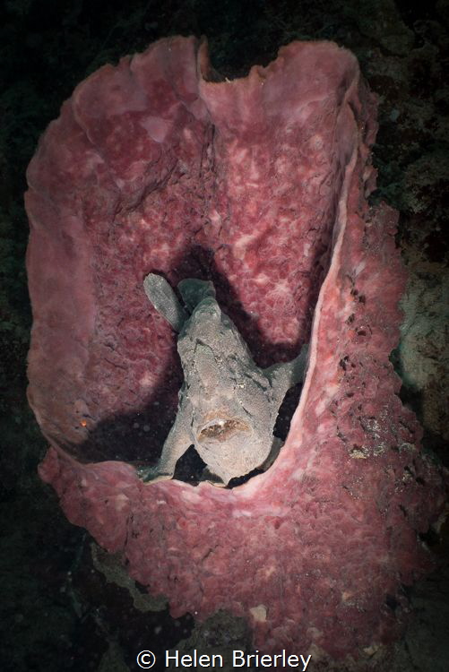 Sponge Throne by Helen Brierley 